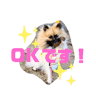 柳瀬さんちのわんちゃんず。（個別スタンプ：2）