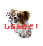 柳瀬さんちのわんちゃんず。（個別スタンプ：3）