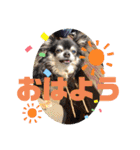 柳瀬さんちのわんちゃんず。（個別スタンプ：5）
