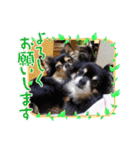 柳瀬さんちのわんちゃんず。（個別スタンプ：7）