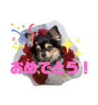 柳瀬さんちのわんちゃんず。（個別スタンプ：11）