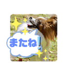 柳瀬さんちのわんちゃんず。（個別スタンプ：13）