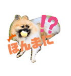 柳瀬さんちのわんちゃんず。（個別スタンプ：14）