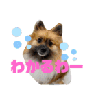 柳瀬さんちのわんちゃんず。（個別スタンプ：16）