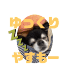 柳瀬さんちのわんちゃんず。（個別スタンプ：18）