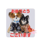 柳瀬さんちのわんちゃんず。（個別スタンプ：37）