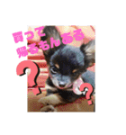 柳瀬さんちのわんちゃんず。（個別スタンプ：38）