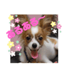 柳瀬さんちのわんちゃんず。（個別スタンプ：40）