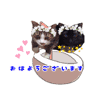 Taili's Cat Cafe（個別スタンプ：3）