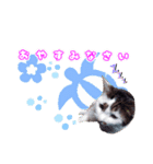 Taili's Cat Cafe（個別スタンプ：4）