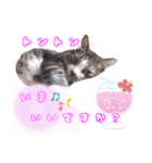 Taili's Cat Cafe（個別スタンプ：6）