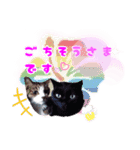 Taili's Cat Cafe（個別スタンプ：7）
