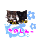 Taili's Cat Cafe（個別スタンプ：8）