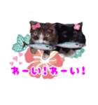 Taili's Cat Cafe（個別スタンプ：9）