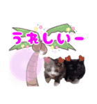 Taili's Cat Cafe（個別スタンプ：10）