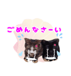 Taili's Cat Cafe（個別スタンプ：11）