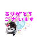 Taili's Cat Cafe（個別スタンプ：12）