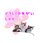 Taili's Cat Cafe（個別スタンプ：13）