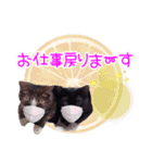 Taili's Cat Cafe（個別スタンプ：14）