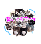 Taili's Cat Cafe（個別スタンプ：15）