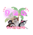 Taili's Cat Cafe（個別スタンプ：16）