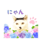 推し猫スタンプ(おかっぱ海苔太郎♀)（個別スタンプ：1）