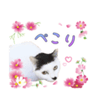 推し猫スタンプ(おかっぱ海苔太郎♀)（個別スタンプ：2）