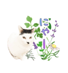 推し猫スタンプ(おかっぱ海苔太郎♀)（個別スタンプ：3）