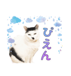 推し猫スタンプ(おかっぱ海苔太郎♀)（個別スタンプ：4）