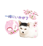 推し猫スタンプ(おかっぱ海苔太郎♀)（個別スタンプ：6）