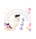 推し猫スタンプ(おかっぱ海苔太郎♀)（個別スタンプ：7）