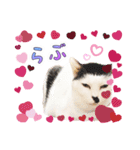 推し猫スタンプ(おかっぱ海苔太郎♀)（個別スタンプ：8）