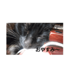 ごん 3（個別スタンプ：2）