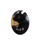 ごん 3（個別スタンプ：8）