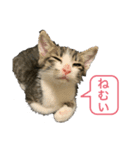 世界で1番かわいいももちゃん♂スタンプ①（個別スタンプ：1）
