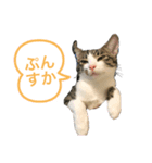 世界で1番かわいいももちゃん♂スタンプ①（個別スタンプ：4）