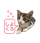 世界で1番かわいいももちゃん♂スタンプ①（個別スタンプ：5）