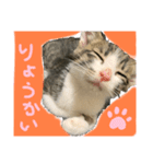 世界で1番かわいいももちゃん♂スタンプ①（個別スタンプ：8）