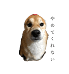 うちの柴犬ロン（個別スタンプ：1）