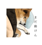うちの柴犬ロン（個別スタンプ：2）