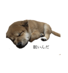 うちの柴犬ロン（個別スタンプ：3）