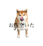 うちの柴犬ロン（個別スタンプ：4）