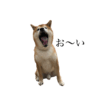 うちの柴犬ロン（個別スタンプ：6）