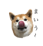 うちの柴犬ロン（個別スタンプ：7）
