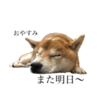 うちの柴犬ロン（個別スタンプ：8）