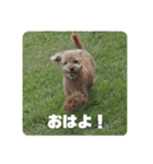 タムのスタンプ1（個別スタンプ：1）