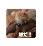 タムのスタンプ1（個別スタンプ：4）