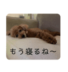 タムのスタンプ1（個別スタンプ：6）