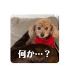 タムのスタンプ1（個別スタンプ：13）
