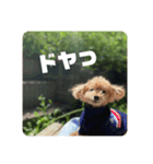 タムのスタンプ1（個別スタンプ：14）